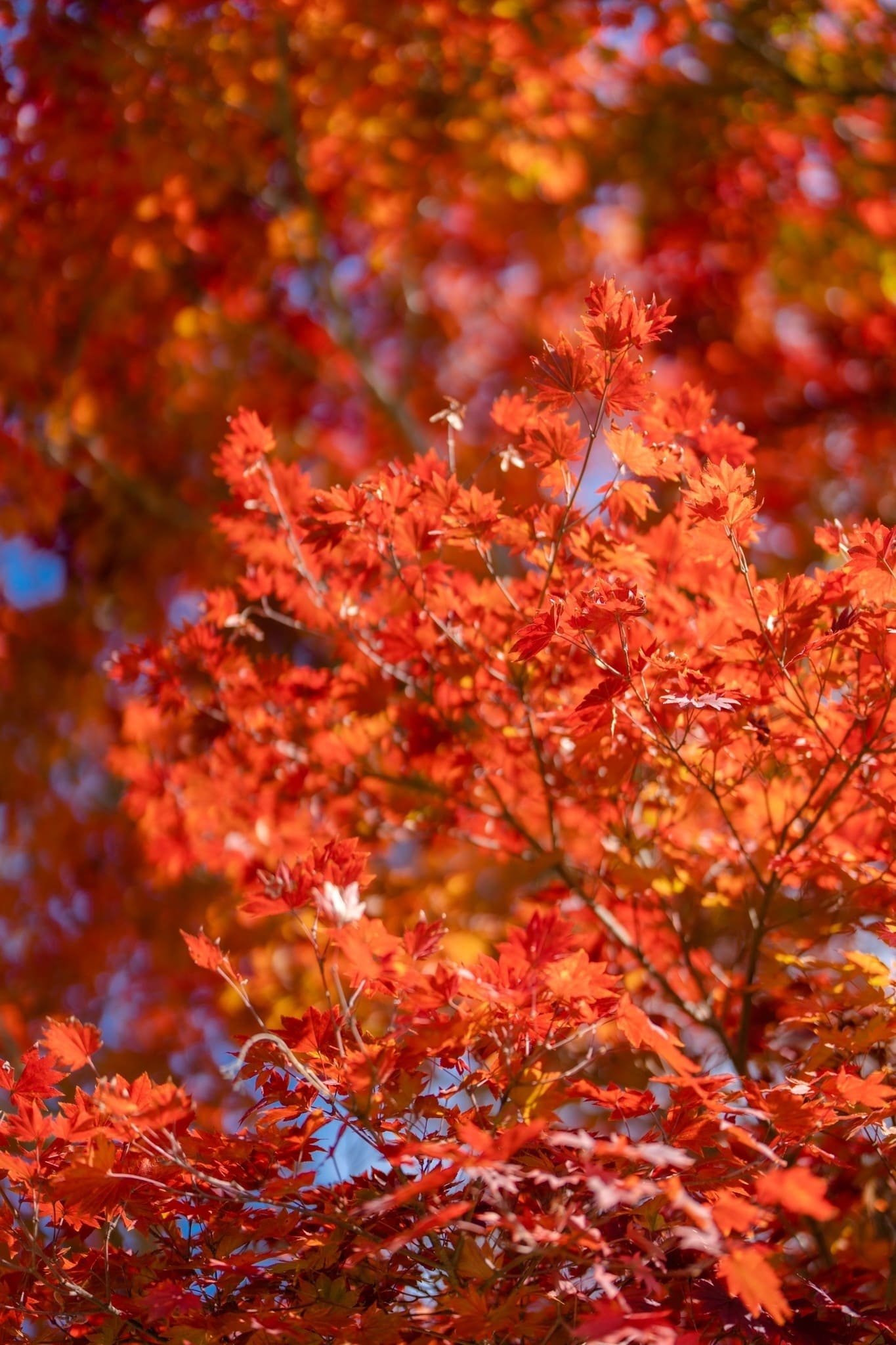 LINE_ALBUM_ฟูจิ_231122_5_0