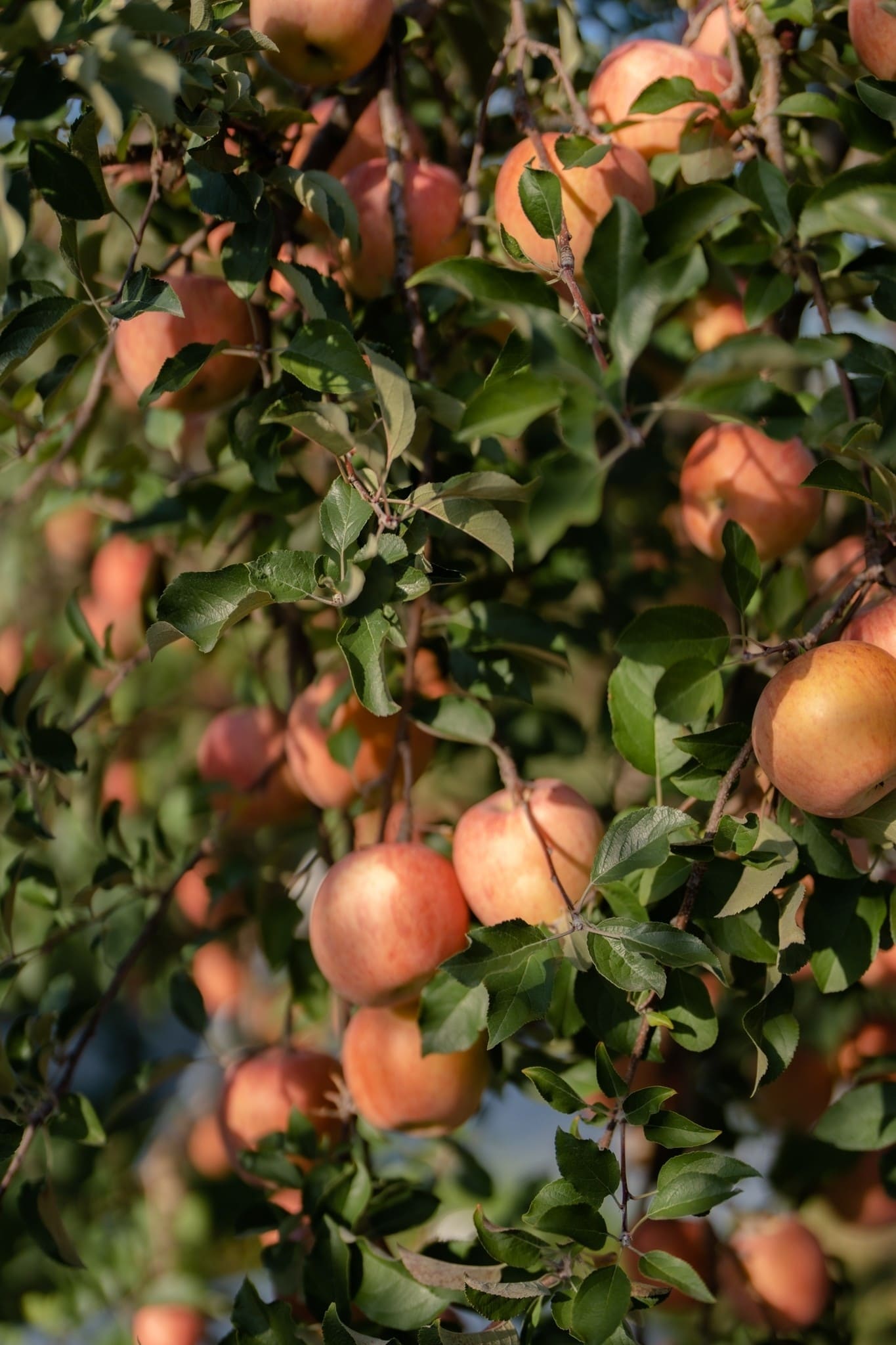 LINE_ALBUM_โทโฮคุ_231122_6_0