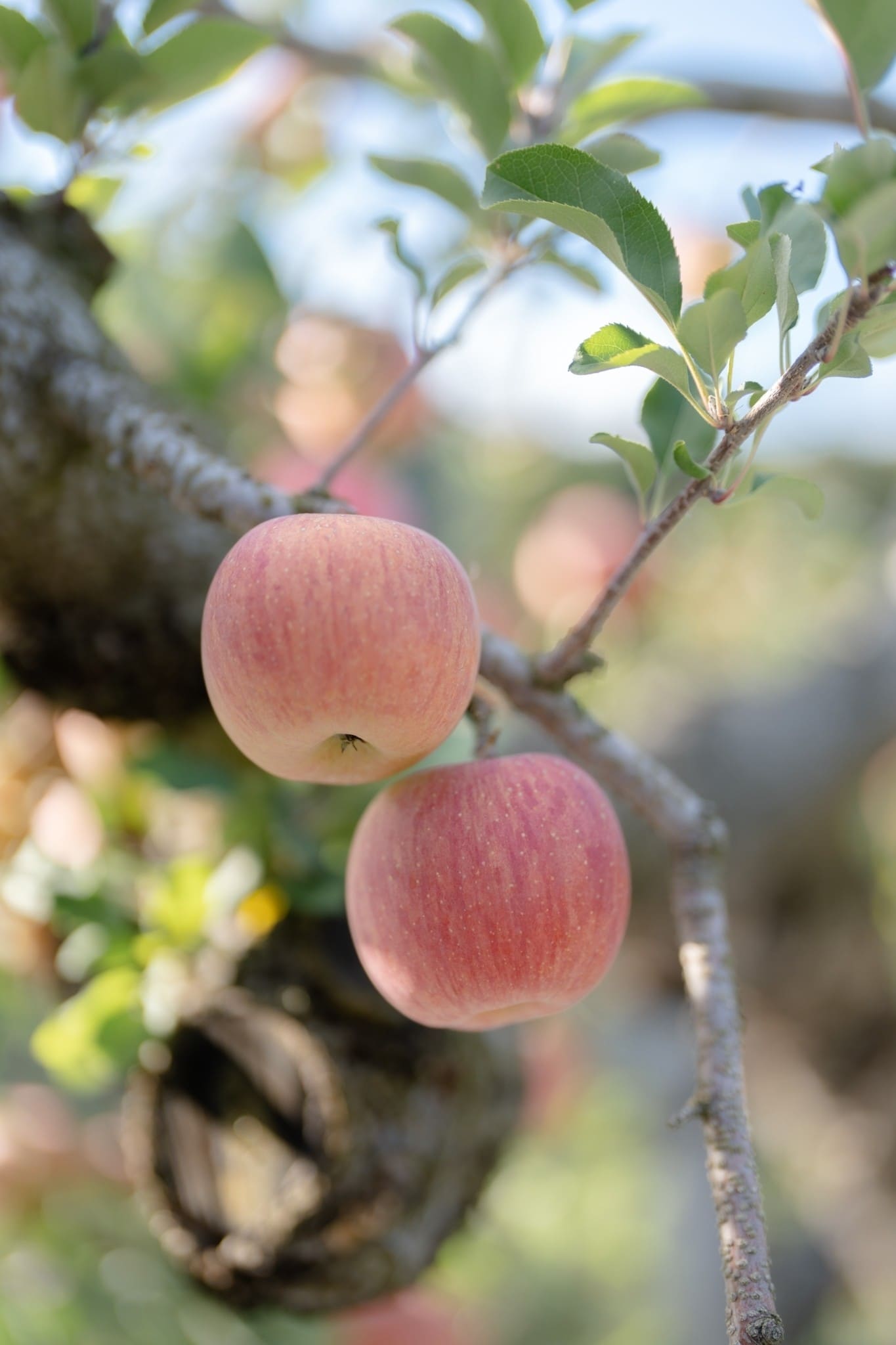 LINE_ALBUM_โทโฮคุ_231122_7_0