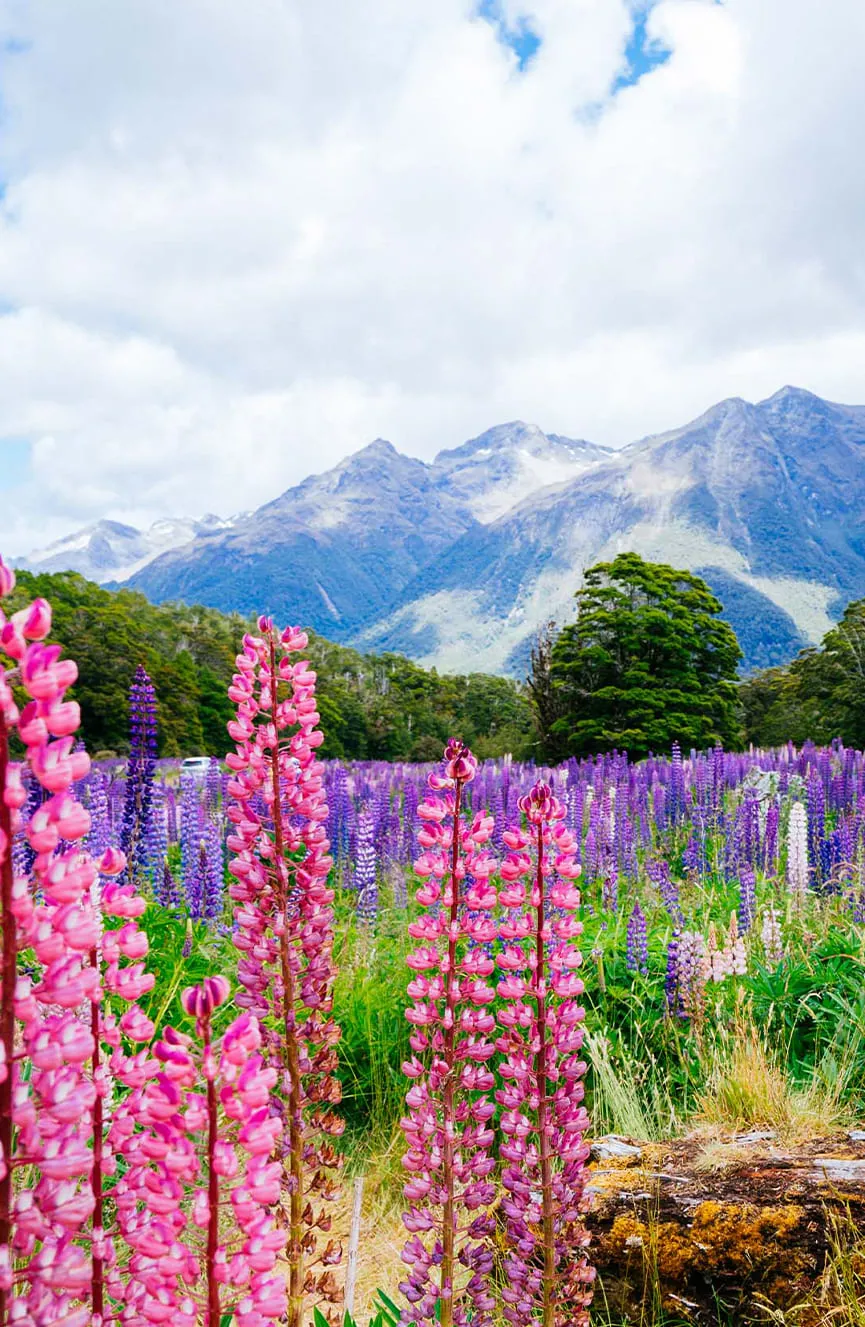 newzealand_4_11zon 1