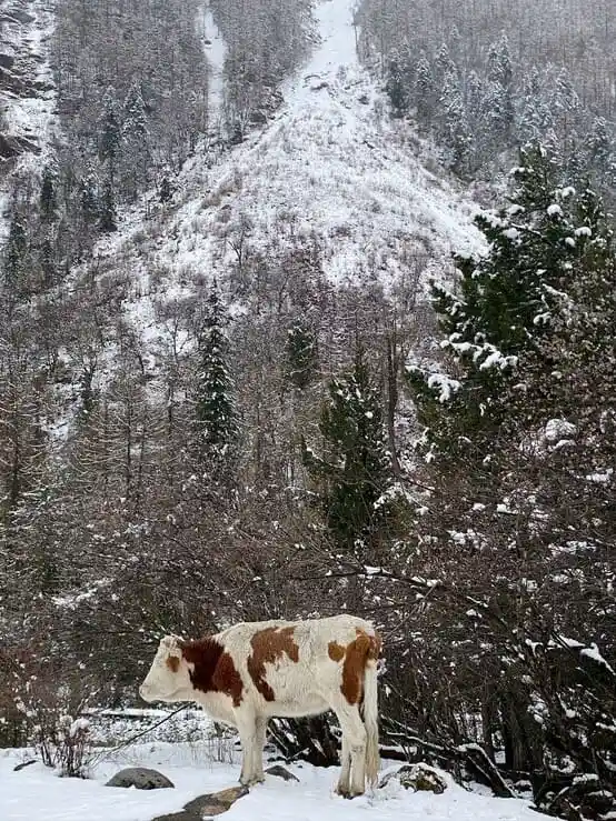 hh0wwuykpfv6lnaiegdb